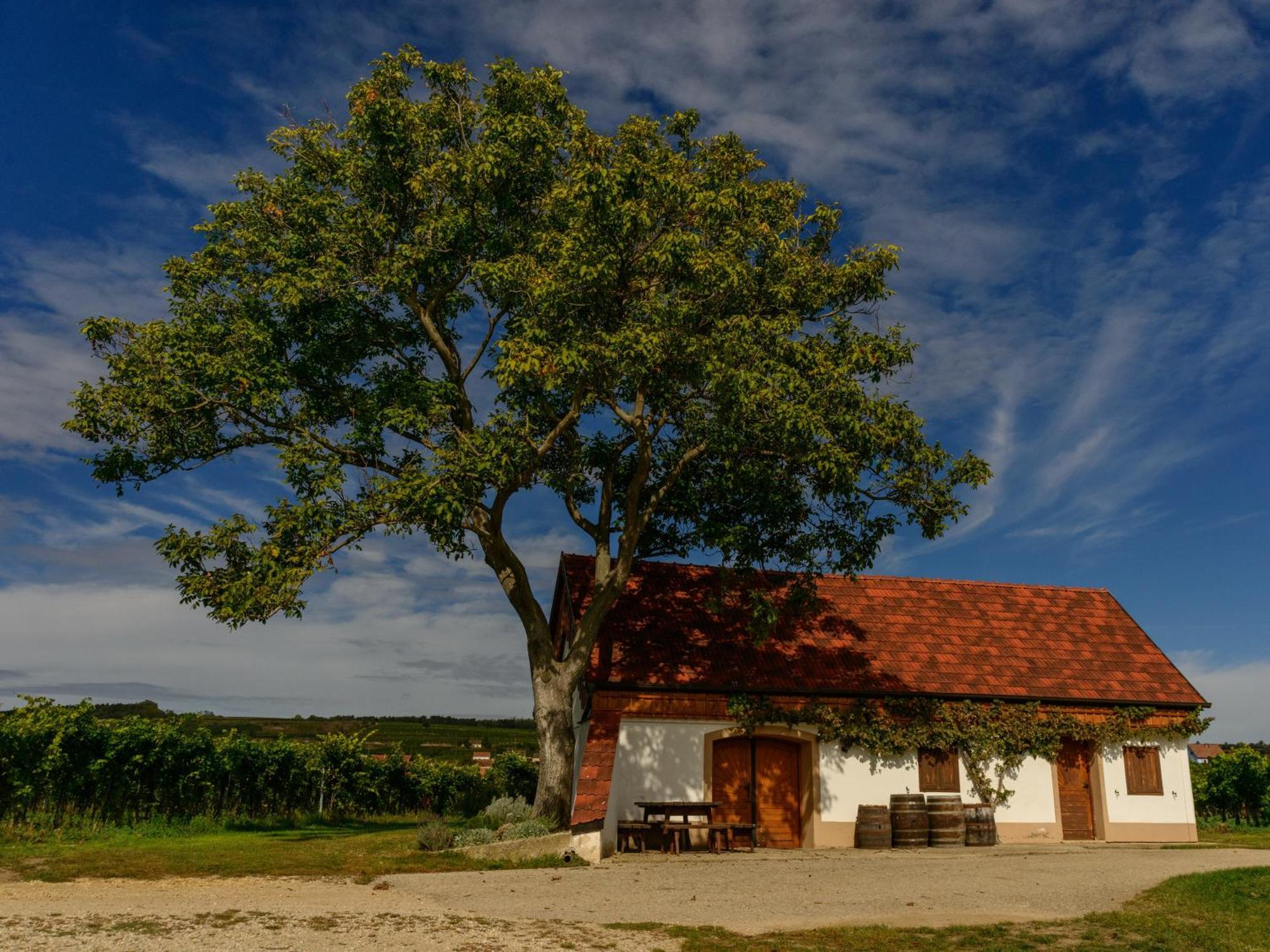 Готель Gaestehaus Familie Trachsler Rohrendorf bei Krems Екстер'єр фото