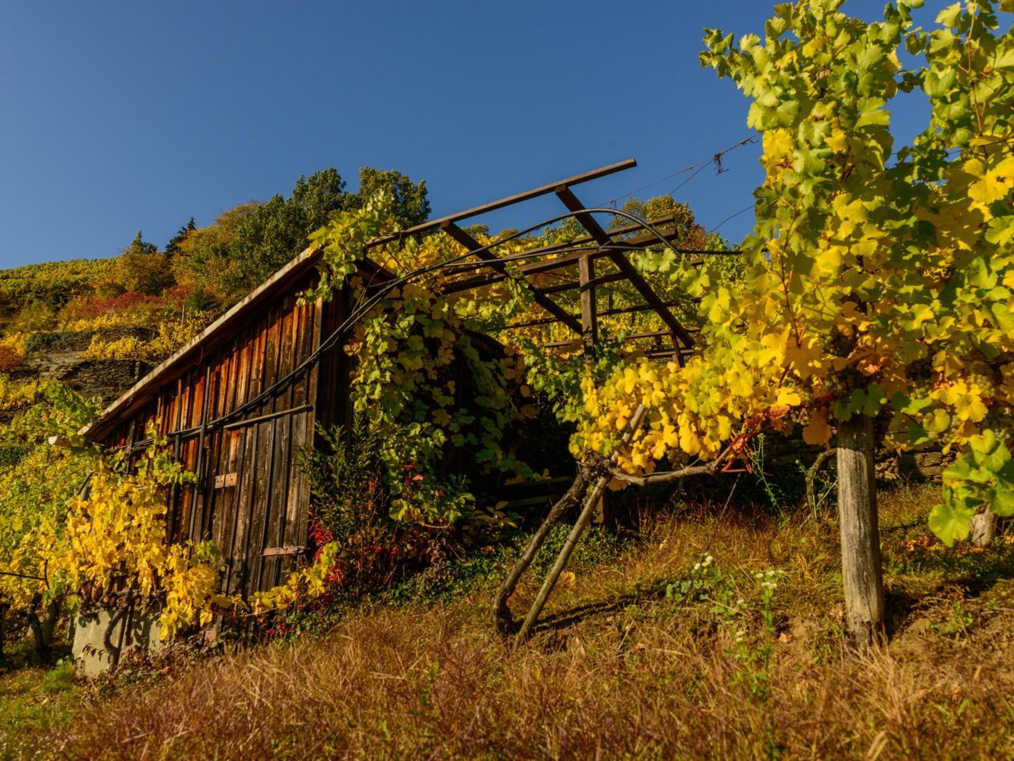 Готель Gaestehaus Familie Trachsler Rohrendorf bei Krems Екстер'єр фото